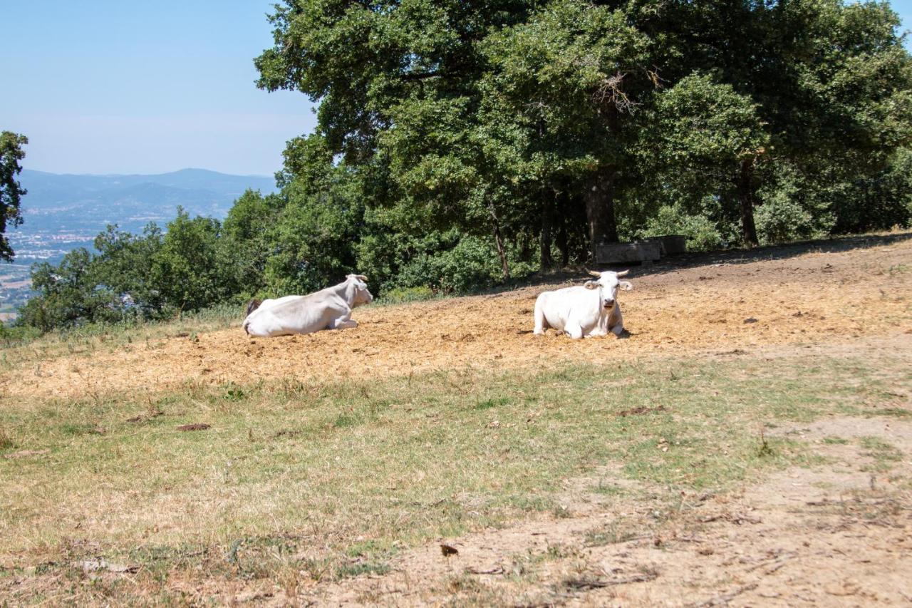 Agriturismo Con Piscina In Toscana, Tribbiano 아레초 외부 사진